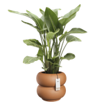 amber roll low 43cm caramel